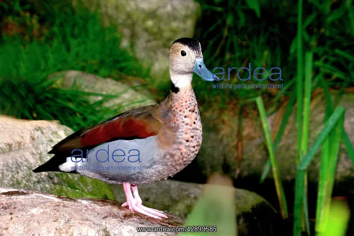  : Ringed Teal - captive