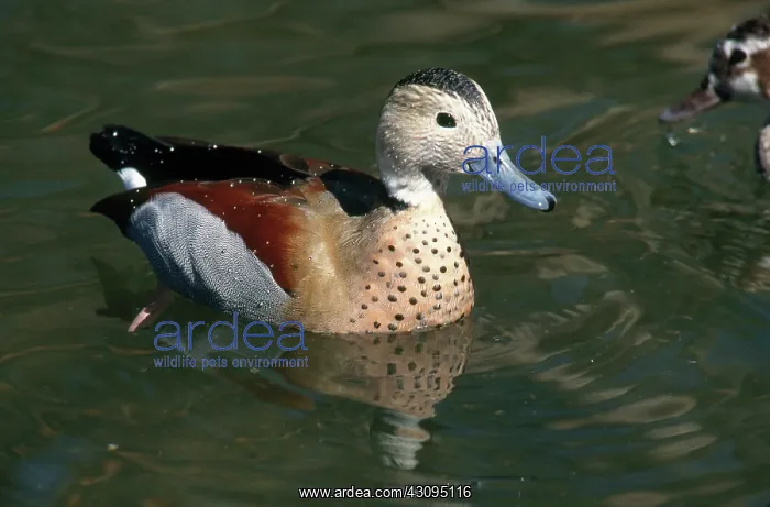 : Ringed Teal Drake : Ringed Teal Drake
