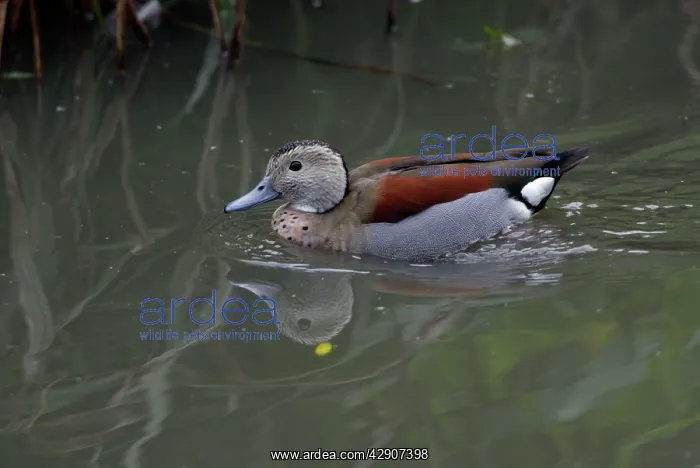 : Ringed Teal - drake swimming on lake : Ringed Teal - drake swimming on lake