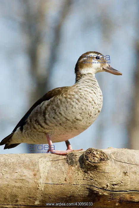 : Ringed Teal female : Ringed Teal female