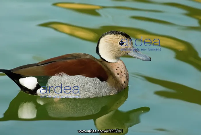 : Ringed Teal male : Ringed Teal male