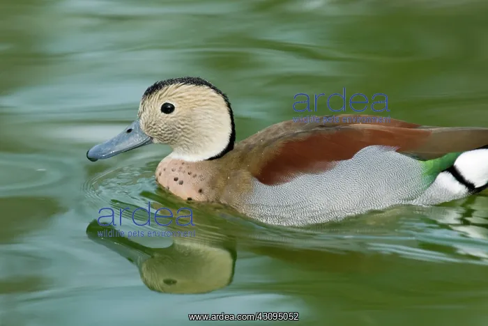 : Ringed Teal male : Ringed Teal male