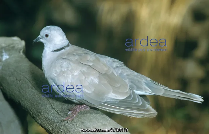 : Ringed Turtle Dove : Ringed Turtle Dove