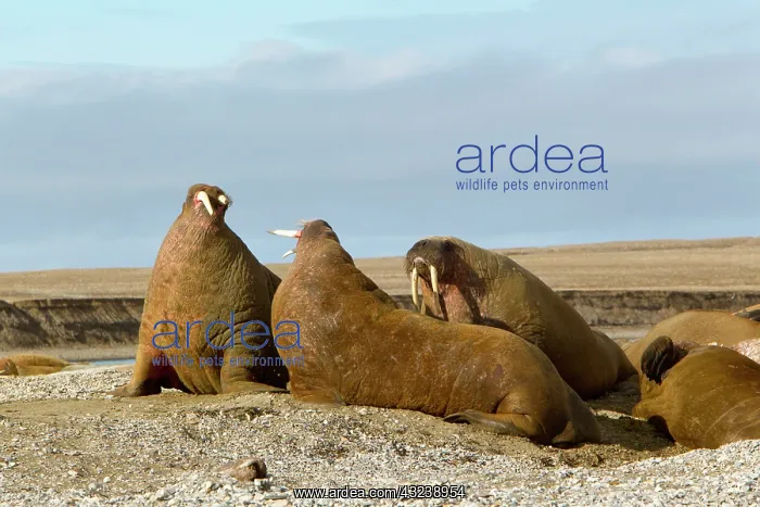 : Ringertz Oya Island, Norway, Male walrus : Ringertz Oya Island, Norway, Male walrus