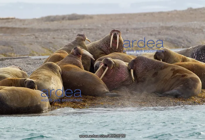 : Ringertz-Oya Island, Svalbard, Norway, Male : Ringertz-Oya Island, Svalbard, Norway, Male