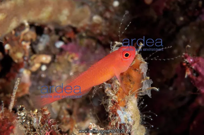: Ringeye Dwarfgoby : Ringeye Dwarfgoby