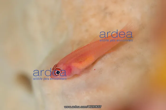 : Ringeye Dwarfgoby : Ringeye Dwarfgoby