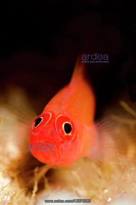 : Ringeye Dwarfgoby : Ringeye Dwarfgoby