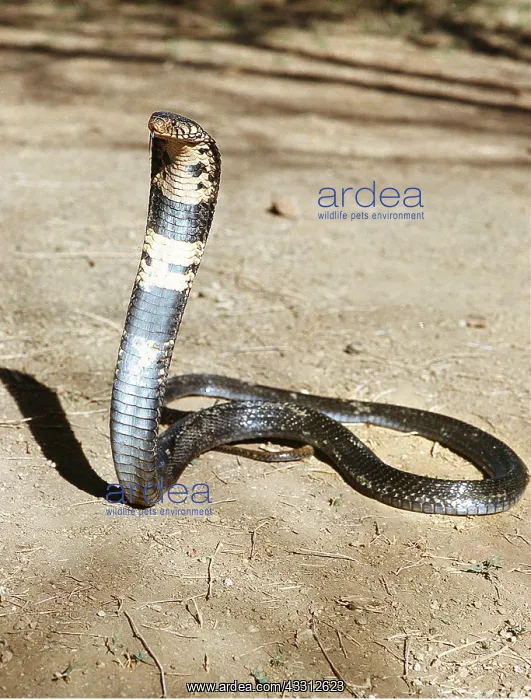 : RINGHALS COBRA - HEAD UP : RINGHALS COBRA - HEAD UP