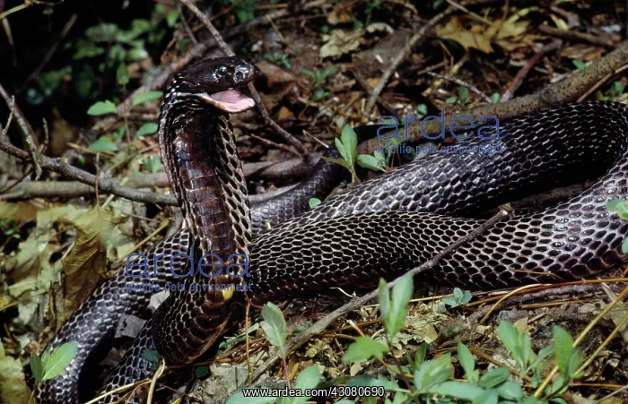 : Ringhal's Spitting Cobra : Ringhal's Spitting Cobra