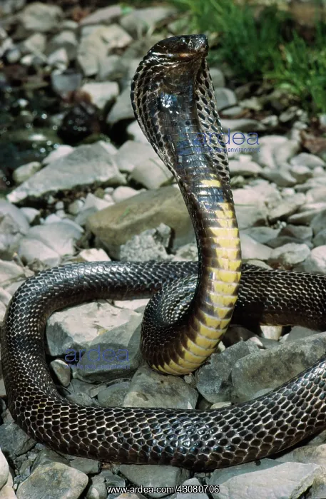 : Ringhal's Spitting Cobra : Ringhal's Spitting Cobra