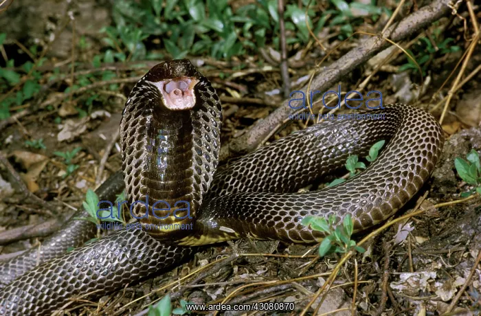 : Ringhal's Spitting Cobra : Ringhal's Spitting Cobra