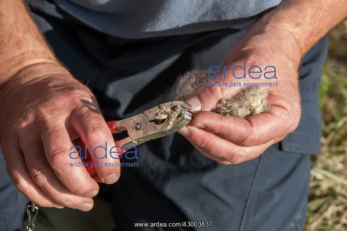  : Ringing Little Owl in hand of bird ringer (Athene noctua)