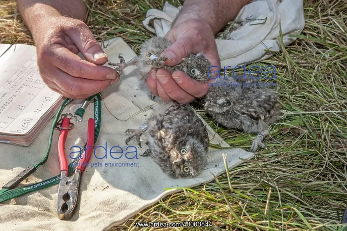 : Ringing Little Owl chick in hand of bird ringer (Athene noctua) : Ringing Little Owl chick in hand of bird ringer (Athene noctua)