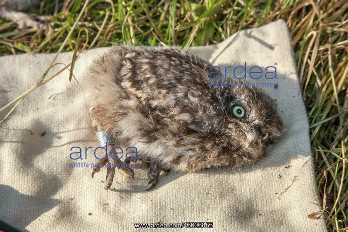 : Ringing Little Owl : Ringing Little Owl