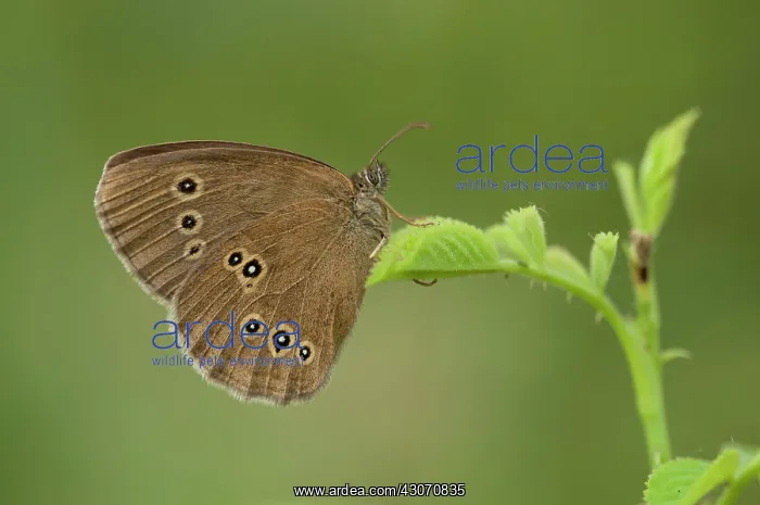 : Ringlet (Aphantopus hyperantus) resting on unidentified vegetation (Rubus) : Ringlet (Aphantopus hyperantus) resting on unidentified vegetation (Rubus)