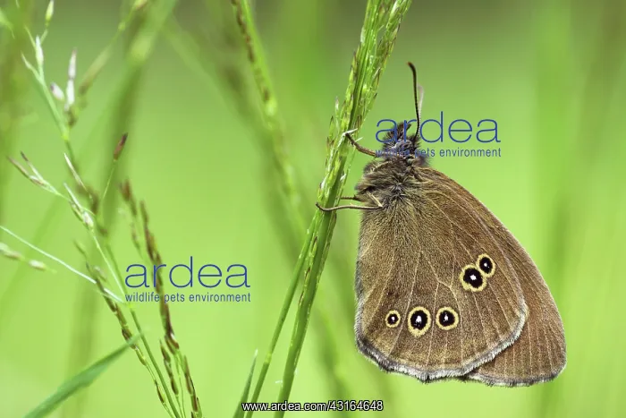 : Ringlet (Aphantopus hyperantus) butterfy resting on a blade of grass : Ringlet (Aphantopus hyperantus) butterfy resting on a blade of grass