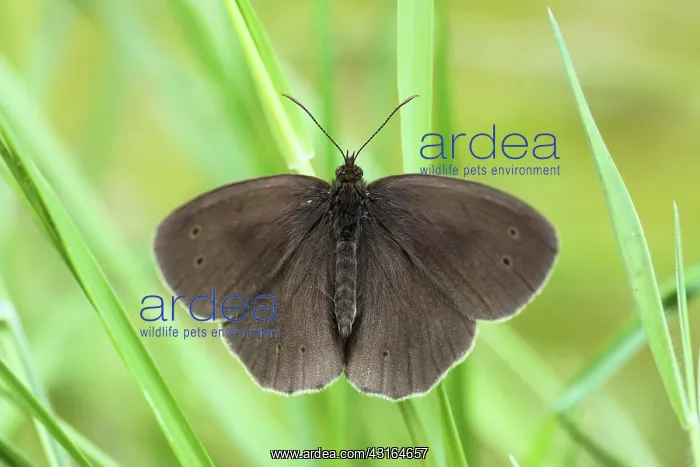 : Ringlet (Aphantopus hyperantus) butterfy resting on a blade of grass : Ringlet (Aphantopus hyperantus) butterfy resting on a blade of grass