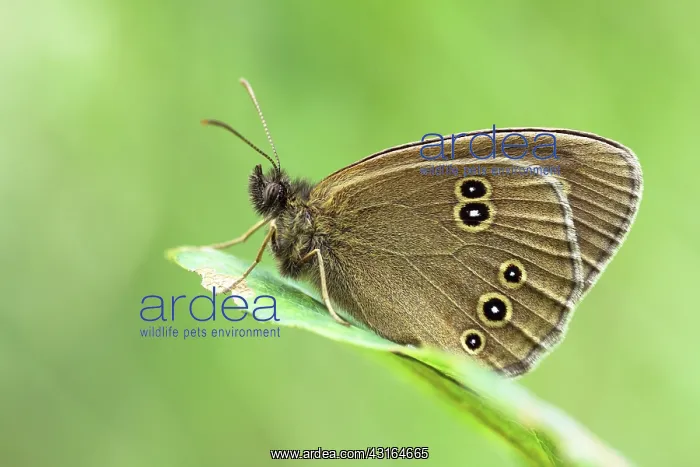 : Ringlet (Aphantopus hyperantus) butterfy resting on a leaf : Ringlet (Aphantopus hyperantus) butterfy resting on a leaf
