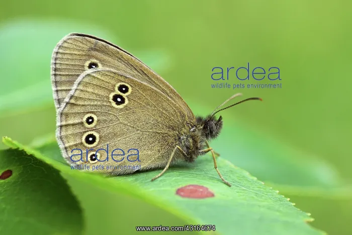 : Ringlet (Aphantopus hyperantus) butterfy resting on a leaf : Ringlet (Aphantopus hyperantus) butterfy resting on a leaf