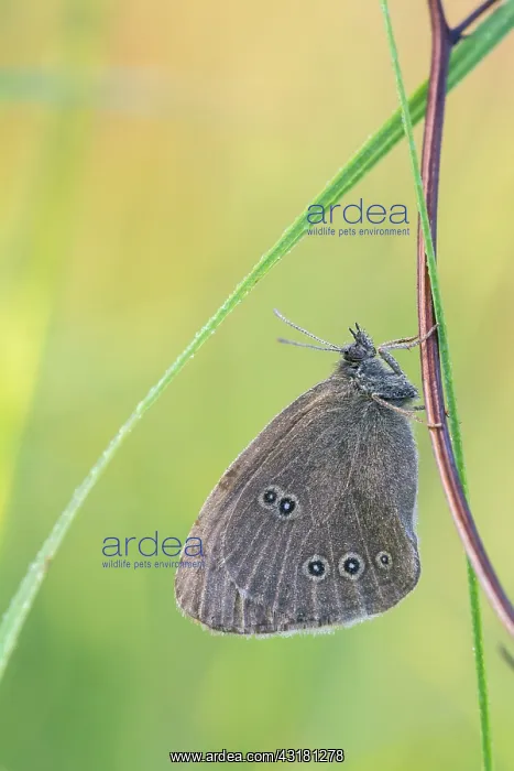 : Ringlet (Aphantopus hyperantus) resting on a stalk : Ringlet (Aphantopus hyperantus) resting on a stalk