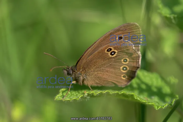 : Ringlet (Aphantopus hyperantus) resting on a leaf : Ringlet (Aphantopus hyperantus) resting on a leaf