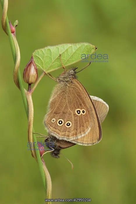 : Ringlet Butterflies : Ringlet Butterflies