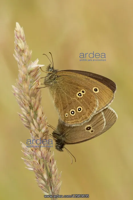 : Ringlet - butterflies mating on grass head : Ringlet - butterflies mating on grass head