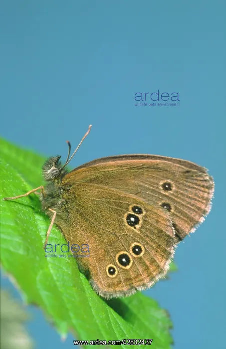 : Ringlet Butterfly : Ringlet Butterfly