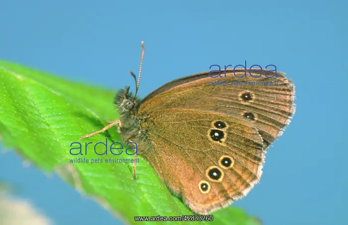  : Ringlet Butterfly