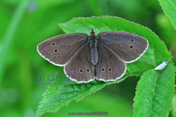  : Ringlet Butterfly