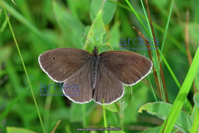  : Ringlet Butterfly
