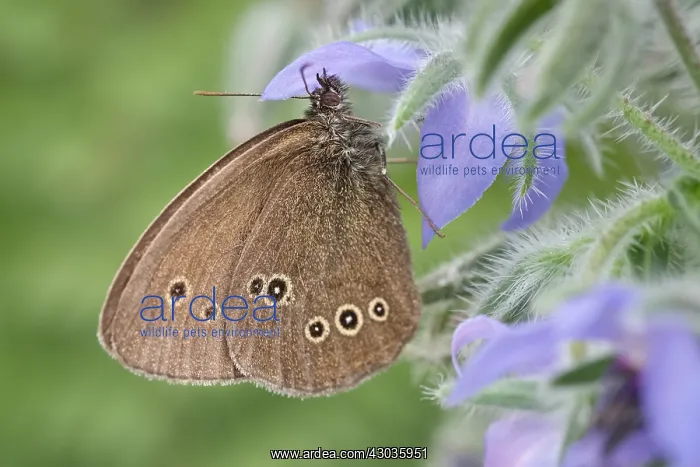 : Ringlet Butterfly resting on Borage, Norfolk UK : Ringlet Butterfly resting on Borage, Norfolk UK
