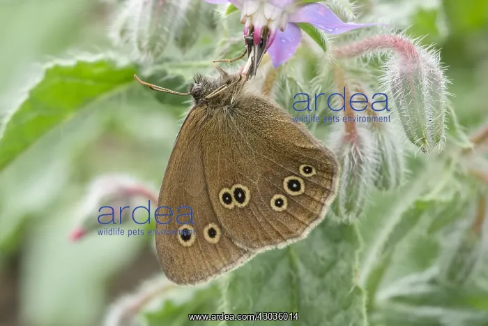 : Ringlet Butterfly resting on Borage, Norfolk UK : Ringlet Butterfly resting on Borage, Norfolk UK