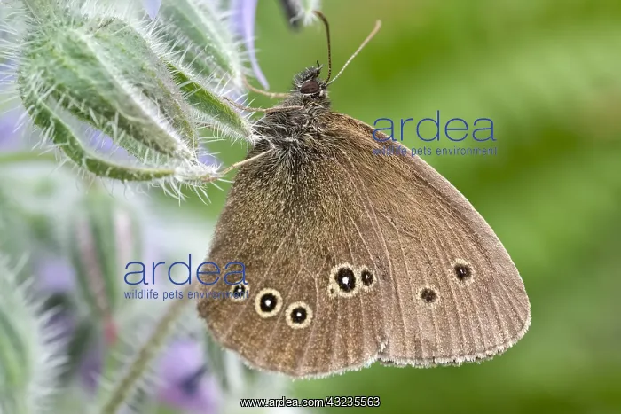 : Ringlet Butterfly resting on Borage, Norfolk UK : Ringlet Butterfly resting on Borage, Norfolk UK