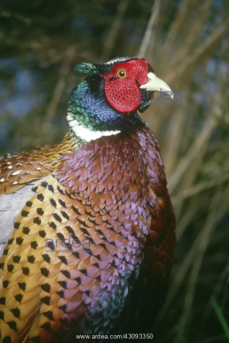 : Ringneck Pheasant (Phasianus colchicus) : Ringneck Pheasant (Phasianus colchicus)