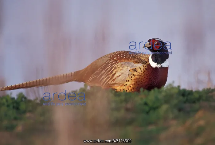 : Ringneck Pheasant (Phasianus colchicus) : Ringneck Pheasant (Phasianus colchicus)