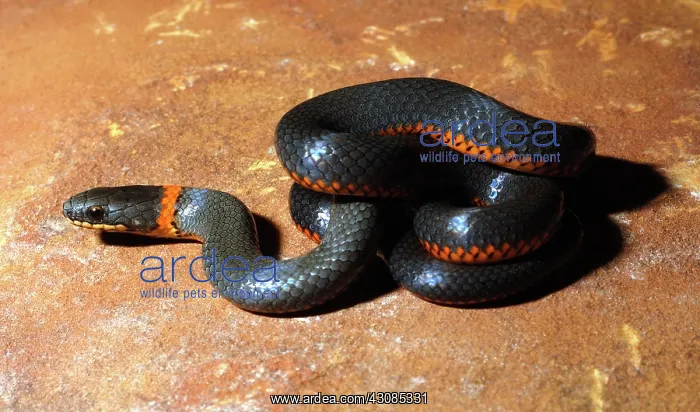 : Ringneck Snake : Ringneck Snake