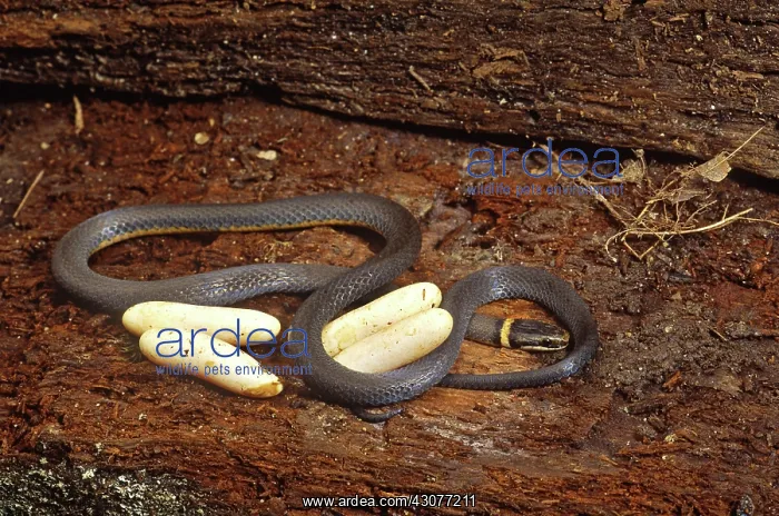 : Ringneck Snake with Eggs : Ringneck Snake with Eggs