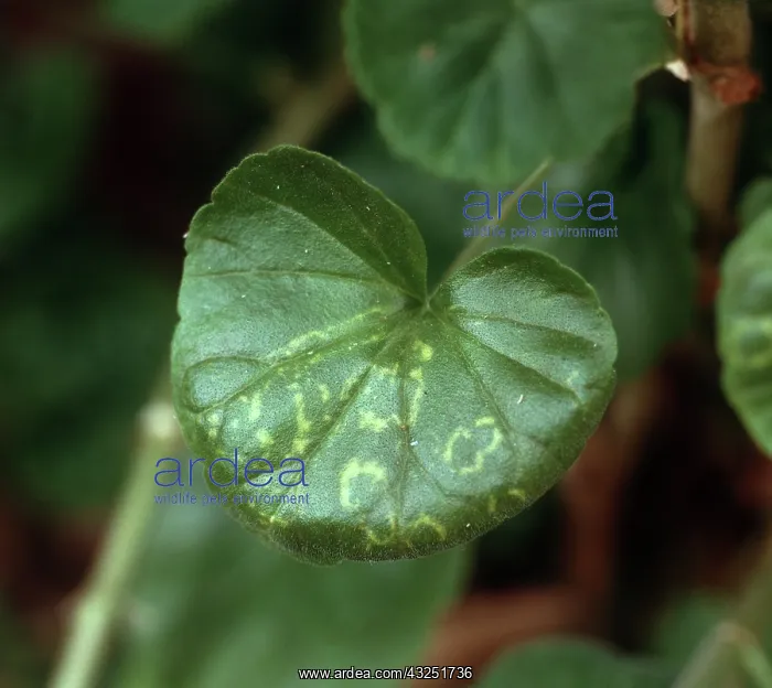: Ringspot on Pelargonium leaf : Ringspot on Pelargonium leaf