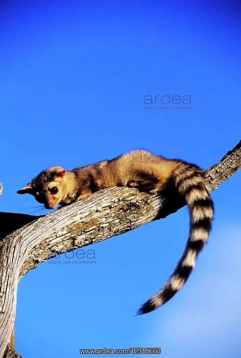 : Ringtail (Bassariscus astutus). North America : Ringtail (Bassariscus astutus). North America