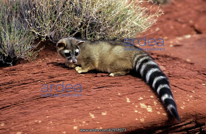 : Ringtail (bassariscus astutus). North America : Ringtail (bassariscus astutus). North America
