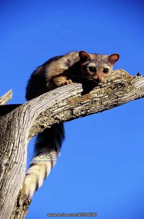 : Ringtail - on branch : Ringtail - on branch