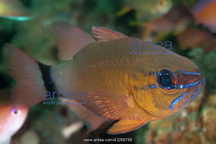 : Ringtailed Cardinalfish : Ringtailed Cardinalfish