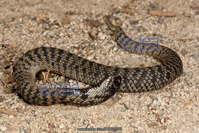  : Rinkhals, Hemichatus hemichatus, Native