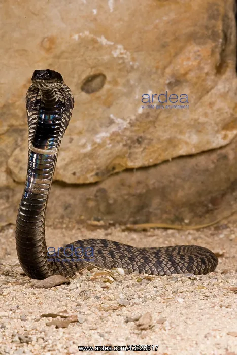 : Rinkhals, Hemichatus hemichatus, Native : Rinkhals, Hemichatus hemichatus, Native