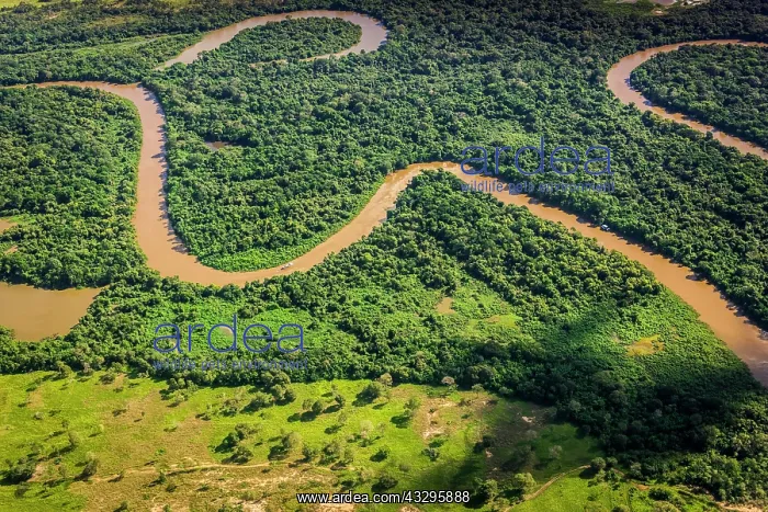 : Rio Aquidauana flows through jungle, Pantanal, Mato : Rio Aquidauana flows through jungle, Pantanal, Mato