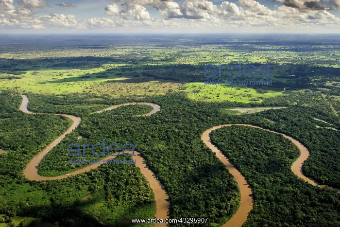 : Rio Aquidauana flows through jungle, Pantanal, Mato : Rio Aquidauana flows through jungle, Pantanal, Mato