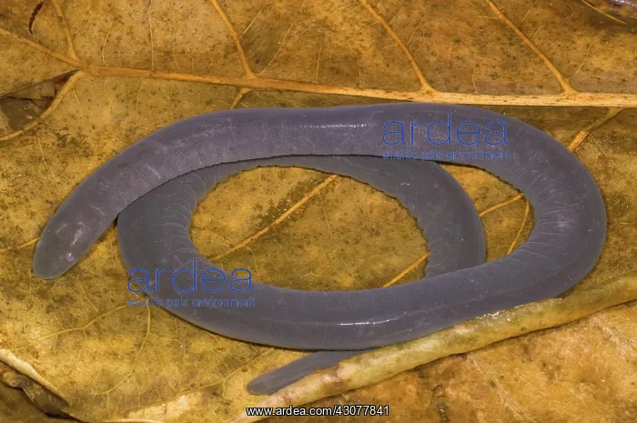  : Rio Cauca Caecilian
