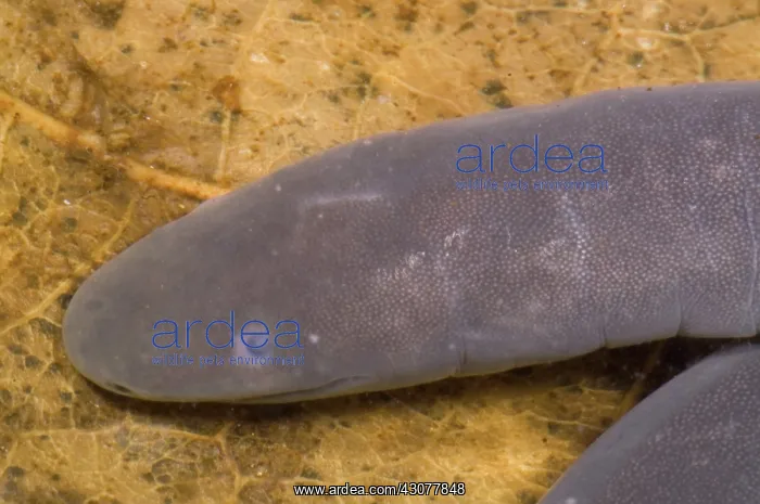 : Rio Cauca Caecilian : Rio Cauca Caecilian